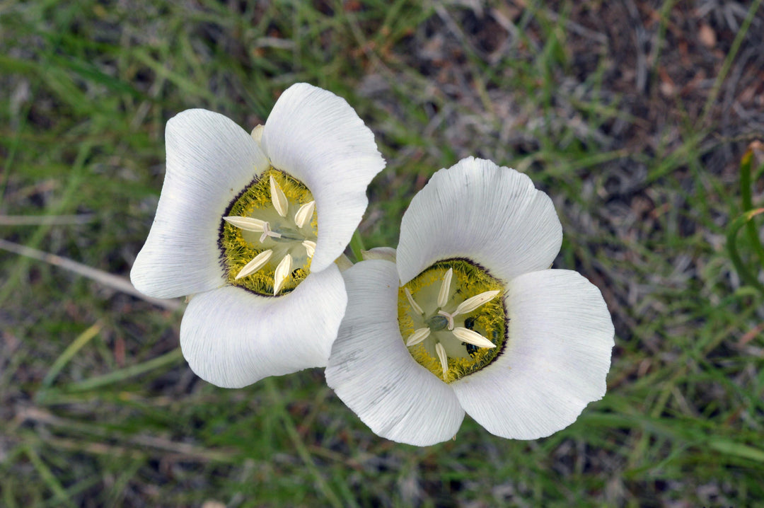 Calochortus Flower Seeds White – Heirloom, Non-GMO, High Germination Seeds for Planting