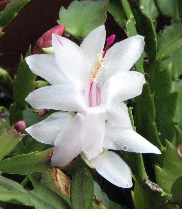White Schlumbergera Flower Seeds for Planting – Heirloom Non-GMO High Germination Organic Garden Seeds