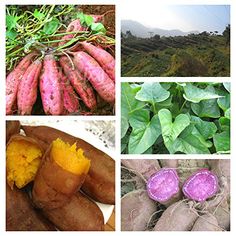 Mixed Sweet Potato Vegetable Seeds Heirloom Non-GMO High Germination Organic Garden Seeds for Planting