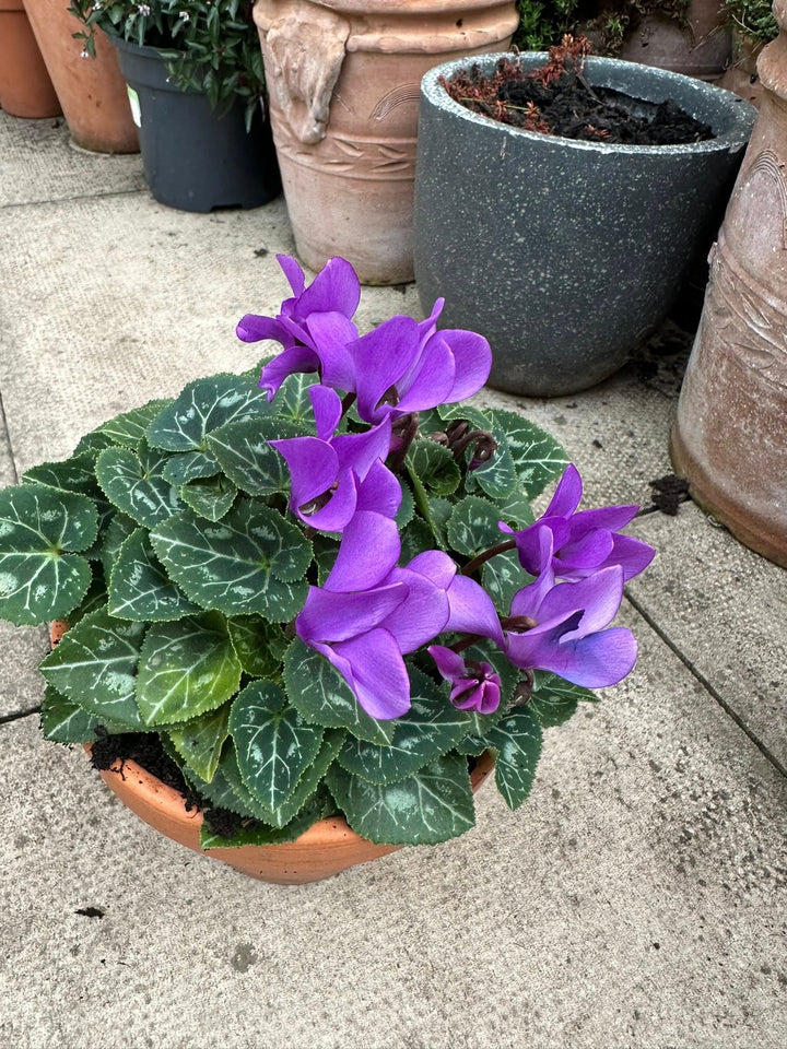 Violet Cyclamen Flower Seeds – Heirloom Non-GMO High Germination Seeds
