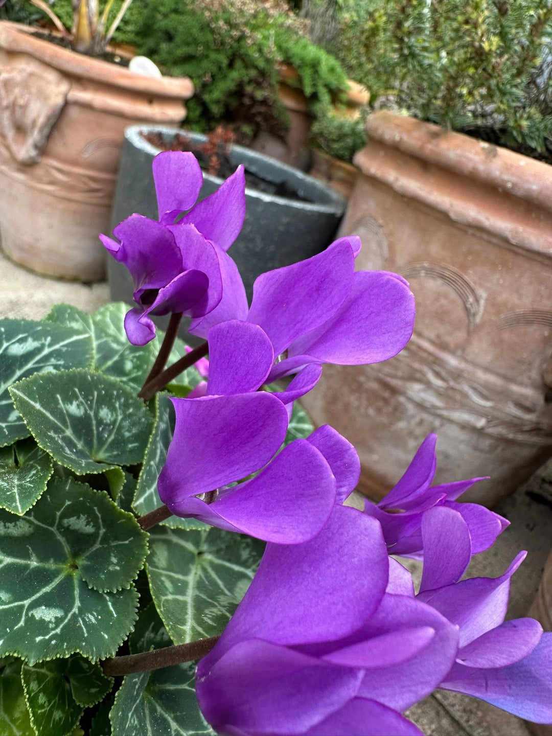Violet Cyclamen Flower Seeds – Heirloom Non-GMO High Germination Seeds
