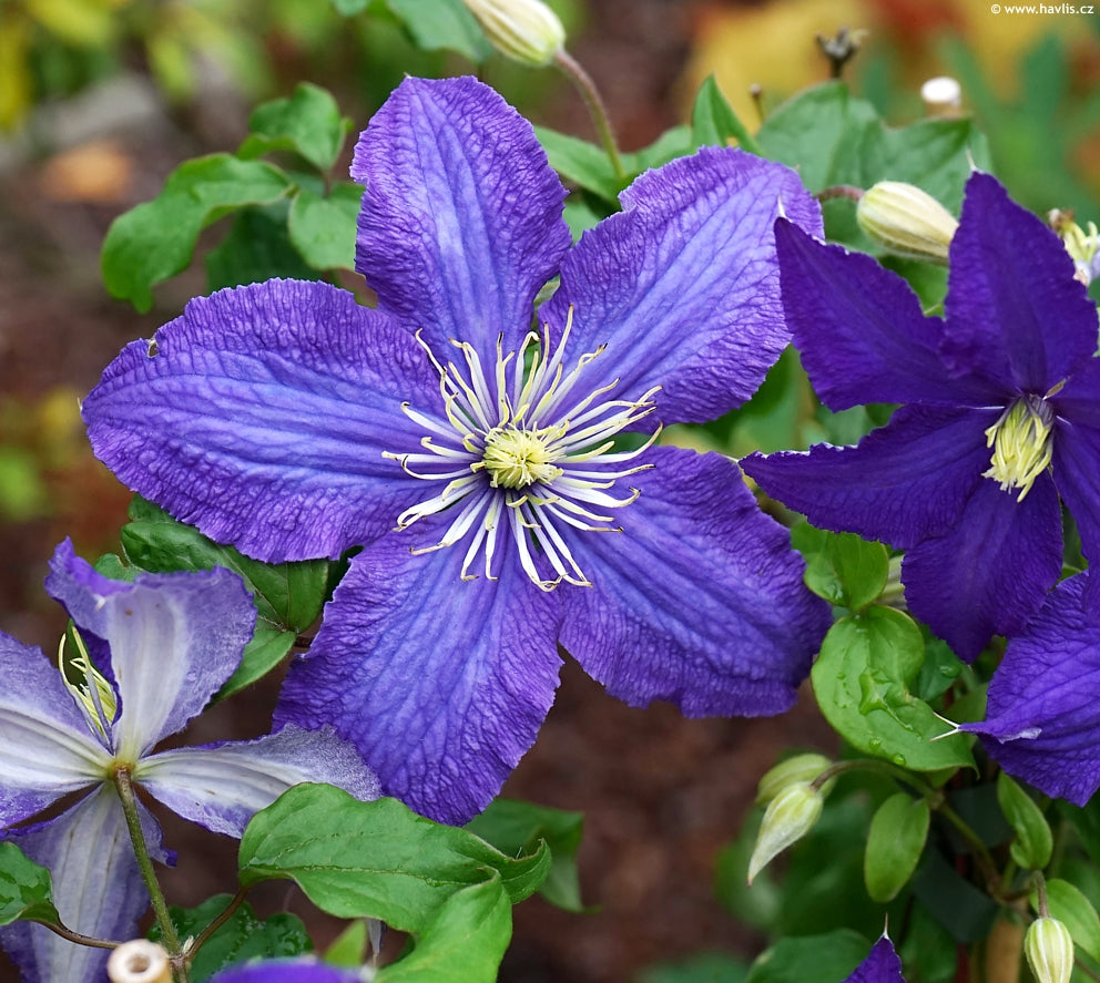 Violet Blooming Clematis Flower Seeds for Planting – Heirloom Non-GMO Organic Seeds