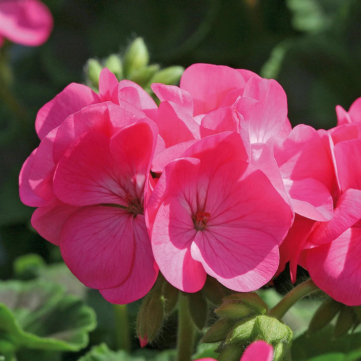 Pink Geranium Flower Seeds Heirloom Non-GMO High Germination Seeds for Planting