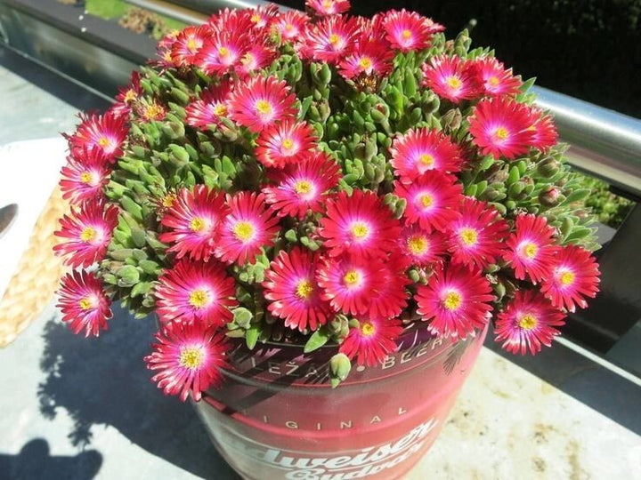 Red Delosperma Flower Seeds – Heirloom Non-GMO High Germination Seeds