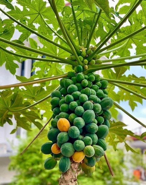 Gemischte Papayasamen zum Pflanzen – Alte Sorten, gentechnikfrei, hohe Keimrate, Bio-Gartensamen