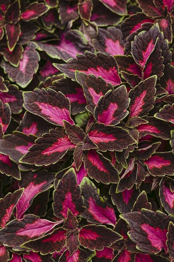 Coleus Flower Seeds Mixed – Heirloom, Non-GMO, High Germination Organic Garden Seeds for Planting