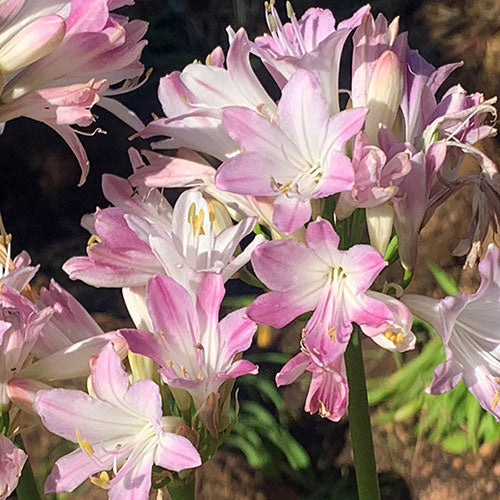 Agapanthus Flower Seeds Pink for Planting – Heirloom Non-GMO High Germination Organic Garden Seeds