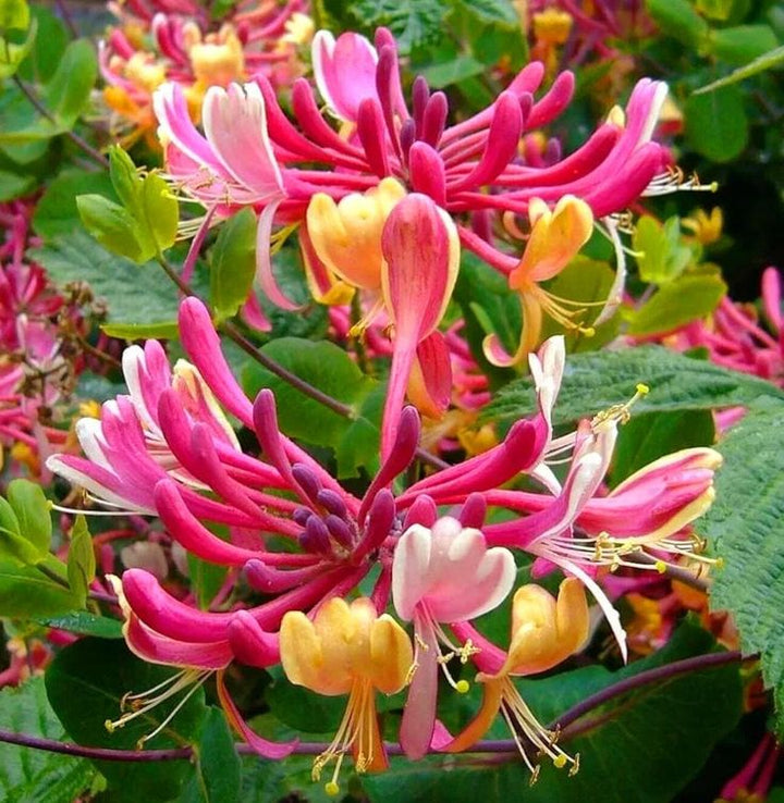 Lonisera Flower Seeds – Heirloom, Non-GMO, High Germination Seeds for Planting