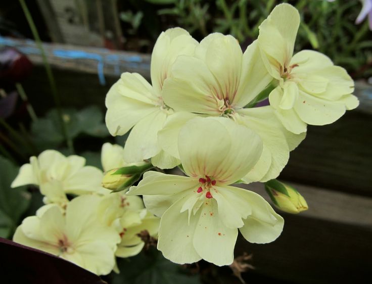 Yellow Geranium Flower Seeds for Planting Heirloom Non-GMO High Germination