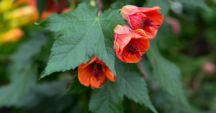 Red Abutilon Flower Seeds for Planting Heirloom Non-GMO High Germination Organic Garden Seeds