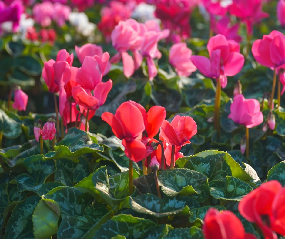 Cyclamen Flower Seeds Perennial – Heirloom Non-GMO High Germination Seeds