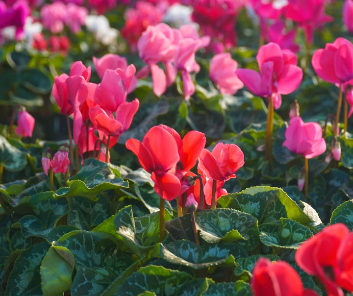 Cyclamen Flower Seeds Perennial – Heirloom Non-GMO High Germination Seeds