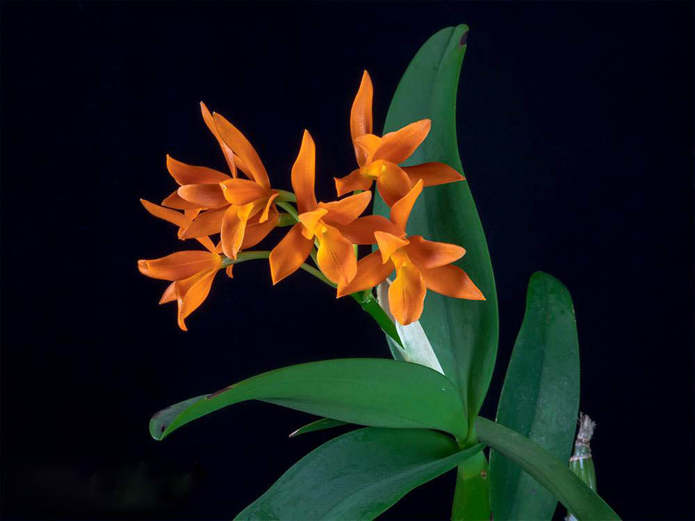 Orange Guarianthe Flower Seeds – Heirloom, Non-GMO, High Germination Seeds