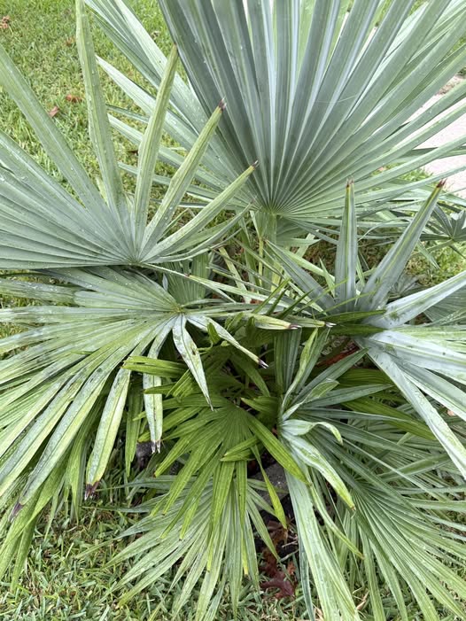 Brahea Decumbens Plant Seeds for Planting – Heirloom, Non-GMO, High Germination Organic Garden Seeds