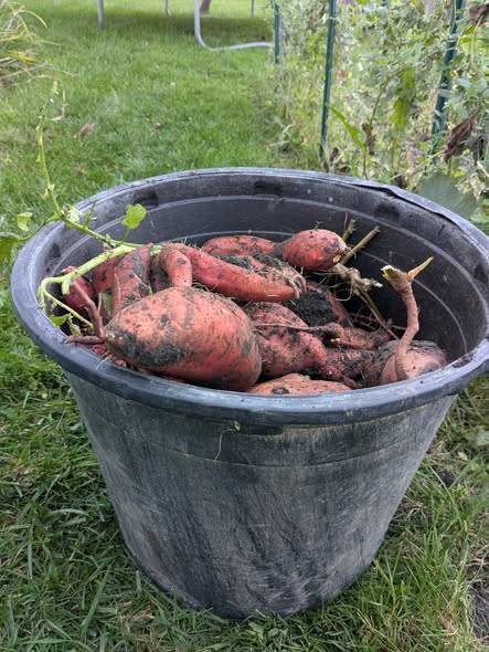 Semillas de batata gigante - Herencia, sin OGM, semillas de alta germinación