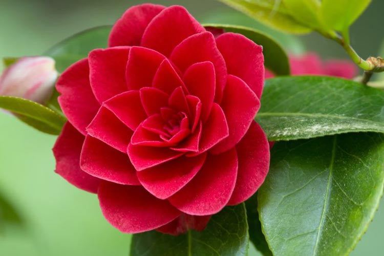 Camellia Flower Seeds Red – Heirloom, Non-GMO, High Germination, Organic Seeds