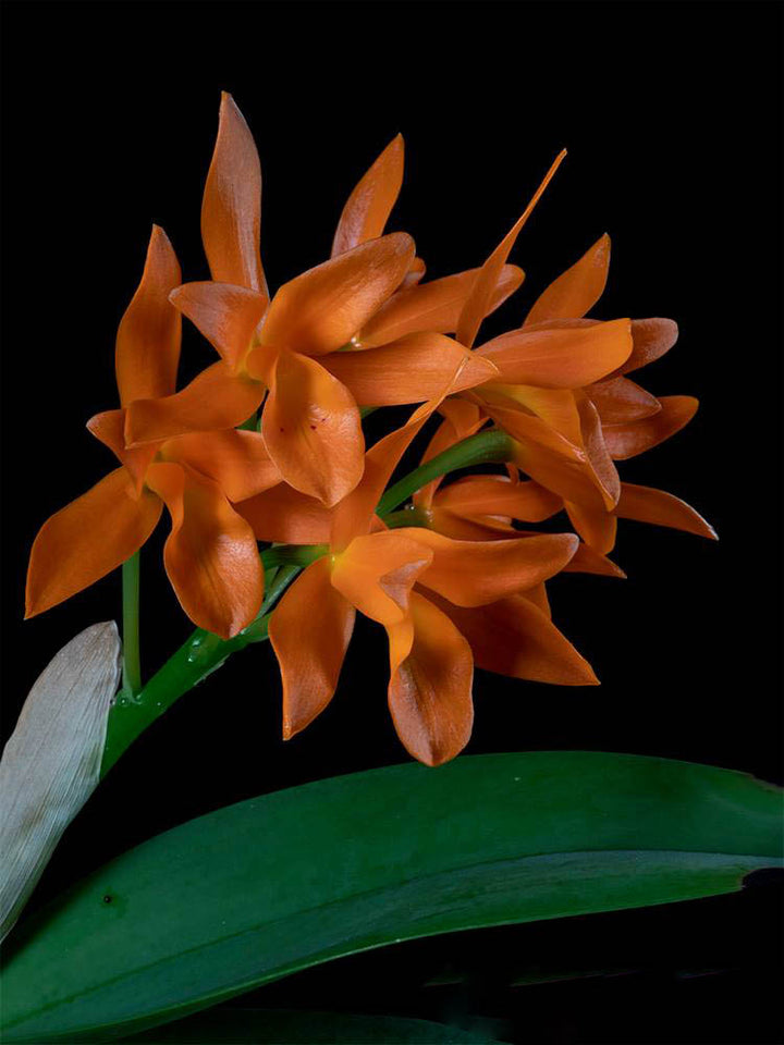 Orange Guarianthe Flower Seeds – Heirloom, Non-GMO, High Germination Seeds