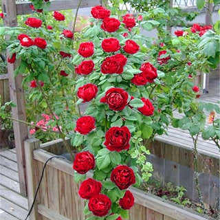 Climbing Rose Flower Seeds Red for Planting – Heirloom Non-GMO High Germination Seeds