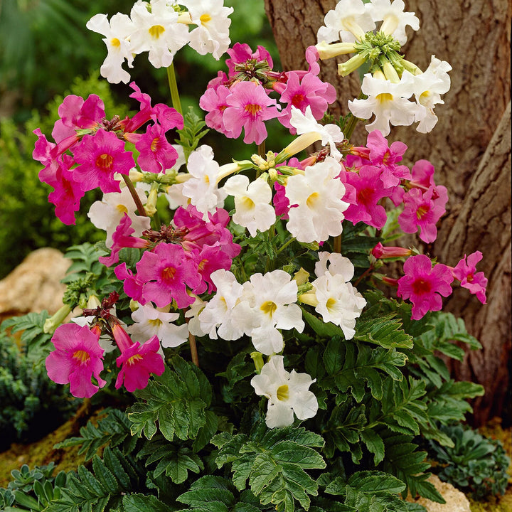 Semillas de Incarvillea Mixta – Herencia, No OGM, Semillas Orgánicas de Alta Germinación para Plantar