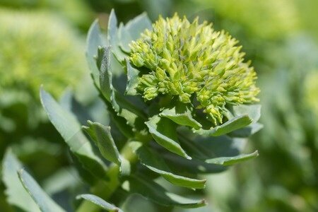 Green Rhodiola Rosea Plant Seeds for Planting – Heirloom, Non-GMO Garden Seeds