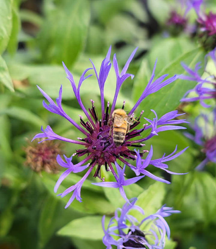 Violet Centaurea Flower Seeds for Planting – Heirloom Non-GMO High Germination Seeds