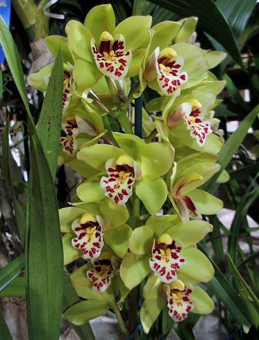Giant Blooming Orchid Flower Seeds Green – Heirloom, Non-GMO, High Germination Seeds