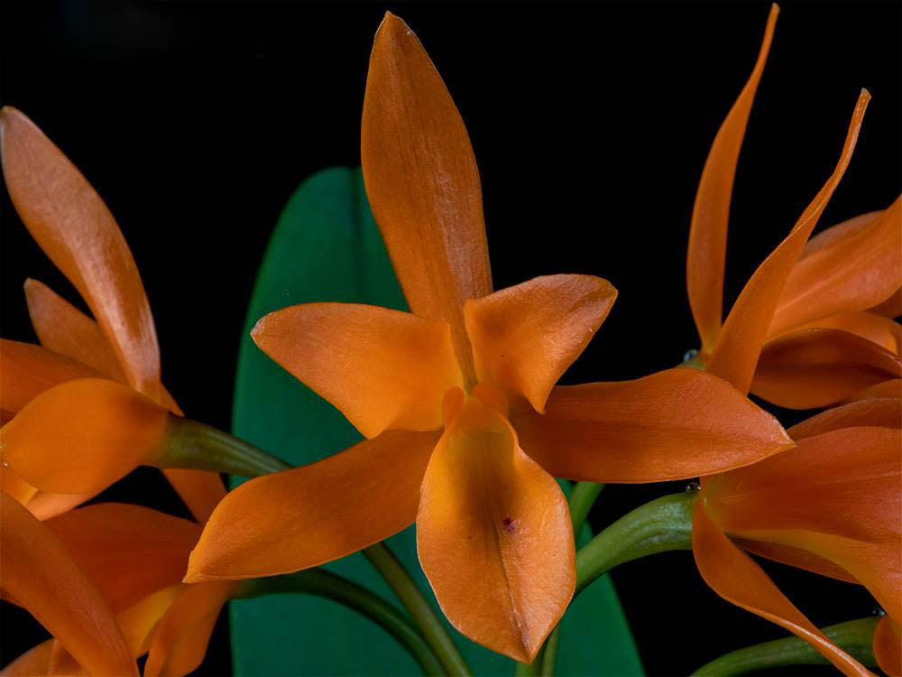 Orange Guarianthe Flower Seeds – Heirloom, Non-GMO, High Germination Seeds