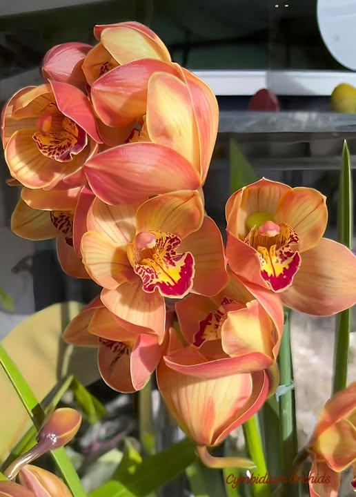 Semillas de Orquídea Cymbidium Naranja – Herencia, No-GMO, Alta Germinación