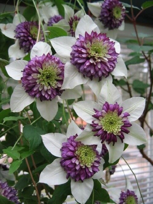White Purple Clematis Flower Seeds for Planting – Heirloom Non-GMO High Germination Seeds Seeds for Planting Organic Garden Seeds