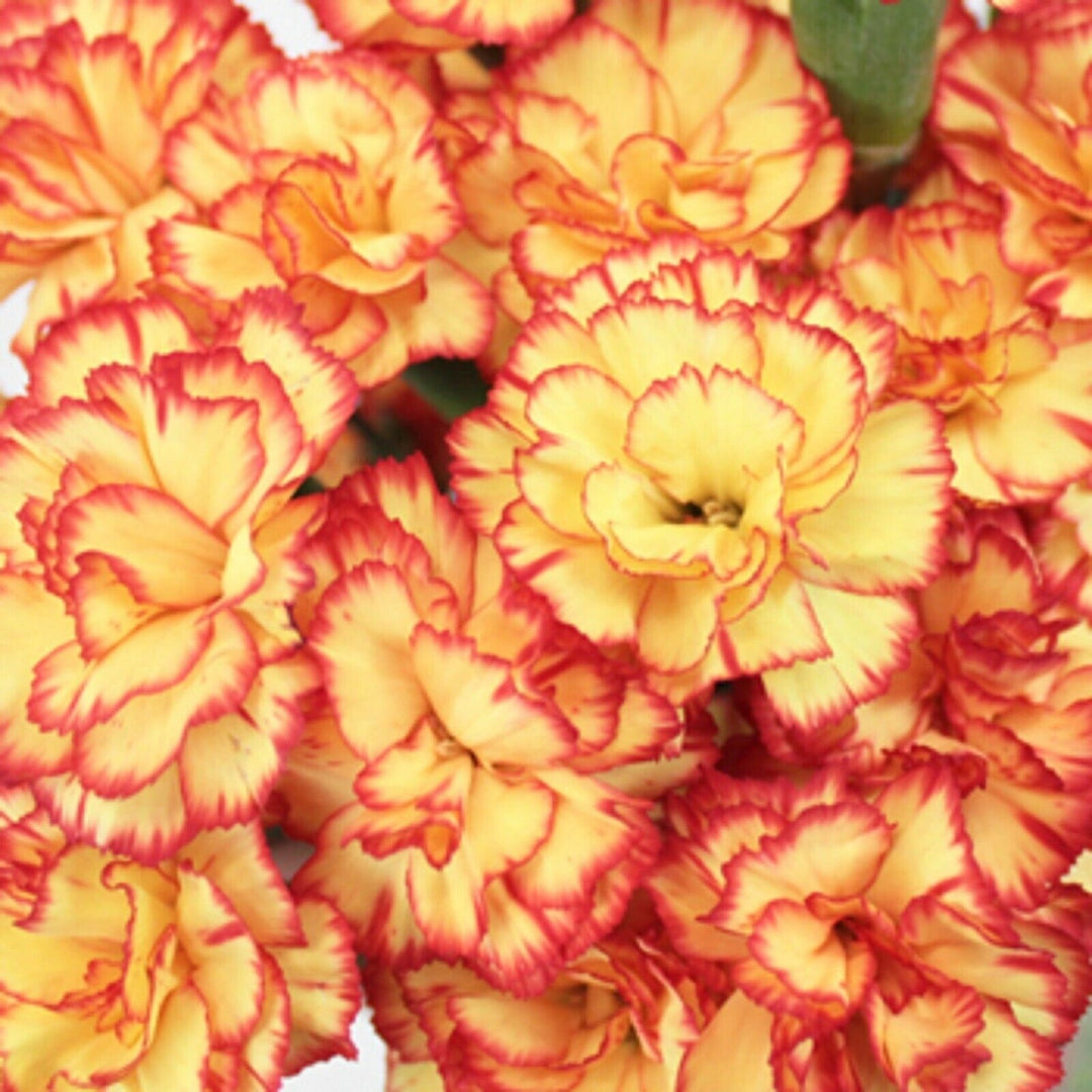 orange carnation flower seeds