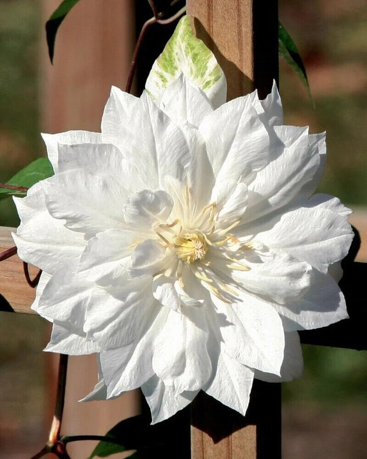 White Clematis Flower Seeds for Planting – Heirloom Non-GMO High Germination Seeds