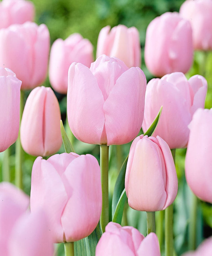 Tulip Flower Seeds Light Pink Seeds – Heirloom Non-GMO High Germination Seeds
