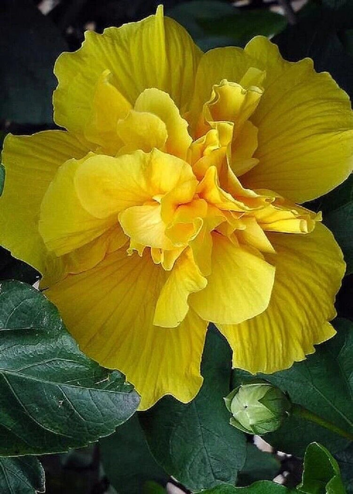 Yellow Double Hibiscus Flower Seeds – Heirloom Non-GMO High Germination Seeds