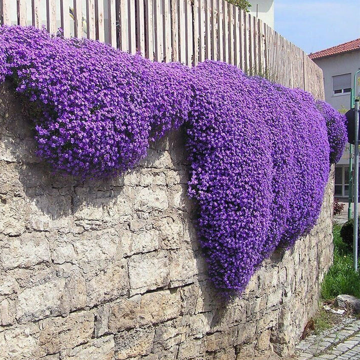 Creeping Purple Flower Seeds for Planting Heirloom Non-GMO High Germination Organic Garden Seeds