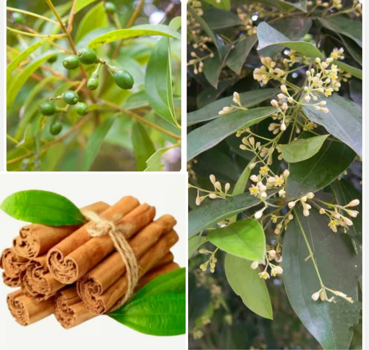 Cinnamon Plant Seeds – Aromatic Spice Seeds for Planting, Heirloom &amp; Non-GMO Garden Seeds