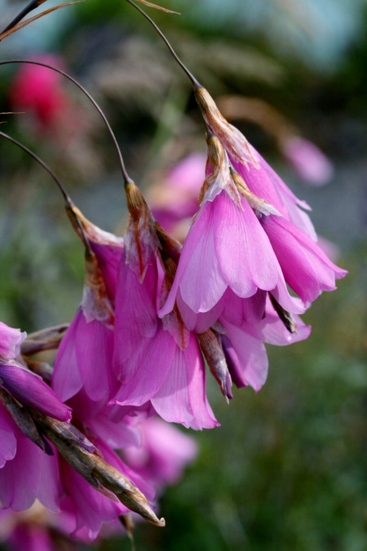 Semillas de flores Dierama rosa – Variedad antigua, sin OGM, semillas de alta germinación para plantar