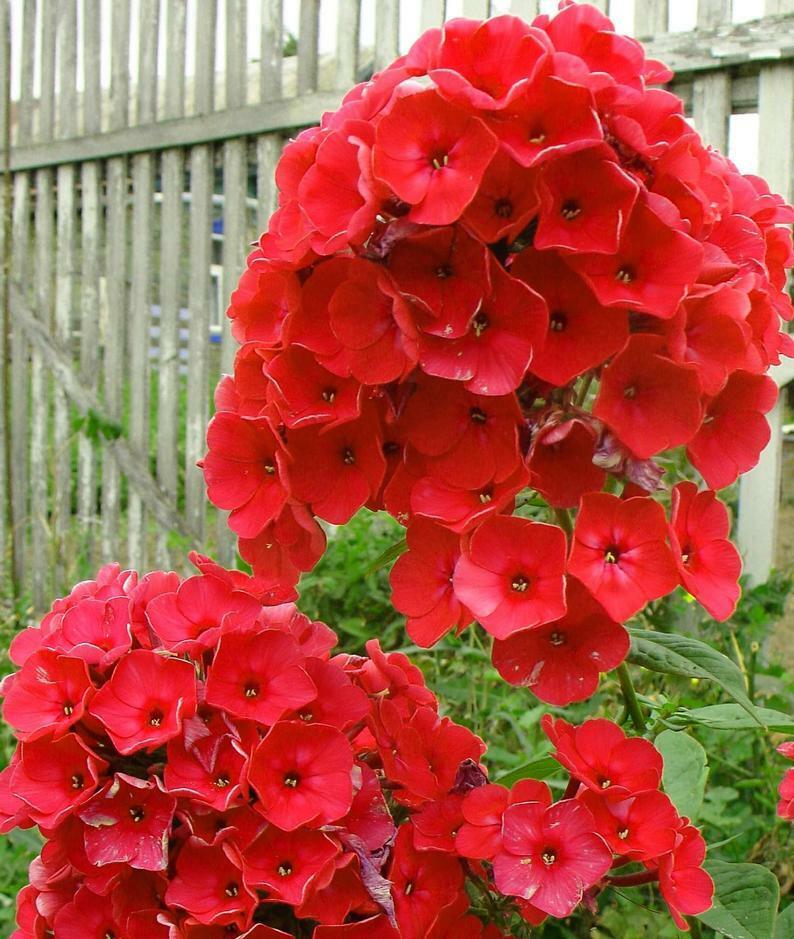 Fresh Red Phlox Flower Seeds – Heirloom Non-GMO High Germination Organic Garden Seeds
