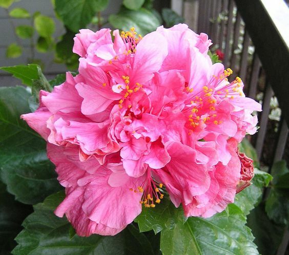 Double Pink Hibiscus Flower Seeds – Heirloom, Non-GMO, High Germination Seeds