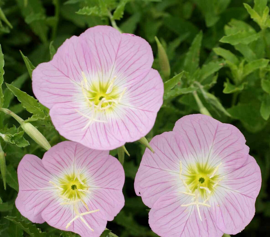 pink evening flower seeds