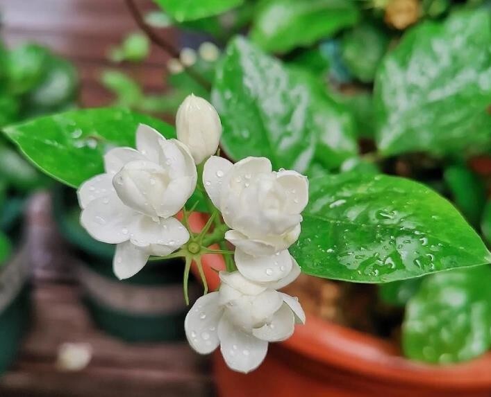 Jasmine Flower Seeds White – Heirloom, Non-GMO, High Germination Seeds