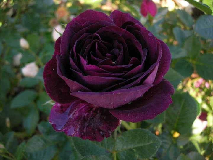 Dark Purple Rose Flower Seeds for Planting Heirloom Non-GMO High Germination Organic Garden Seeds
