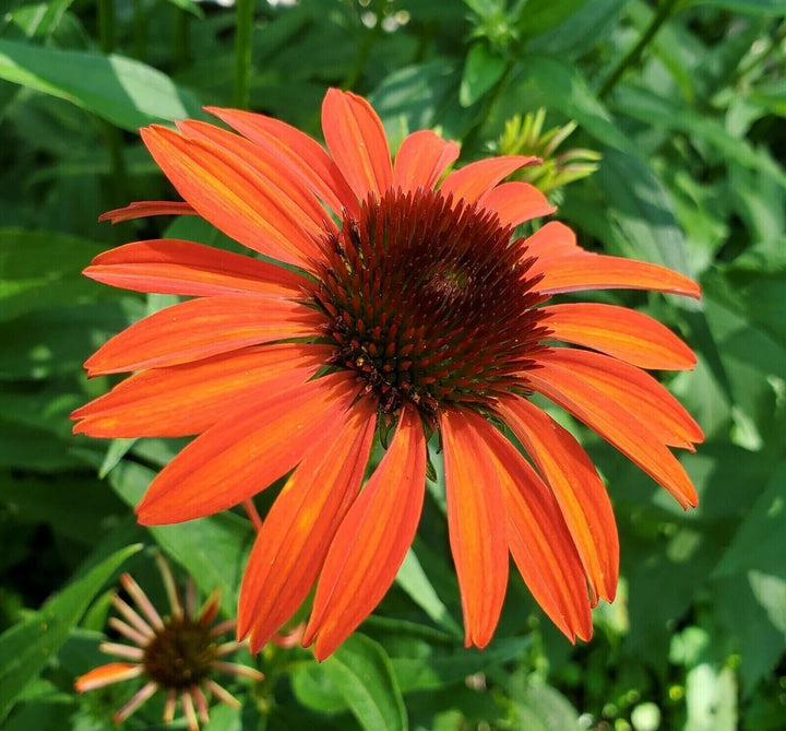 Echinacea Tangerine Flower Seeds – Heirloom, Non-GMO, High Germination Seeds