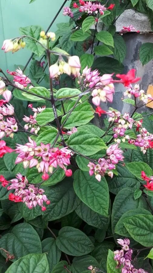 Clerodendrum Thomsoniae Flower Seeds for Planting – Heirloom Non-GMO High Germination