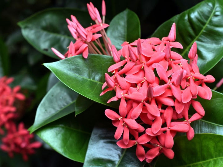Ixora-Blumensamen Rot – Erbstück, gentechnikfrei, hochkeimfähig