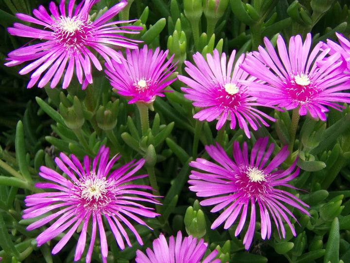 Pink Lampranthus Flowers Seeds – Heirloom, Non-GMO, High Germination Seeds