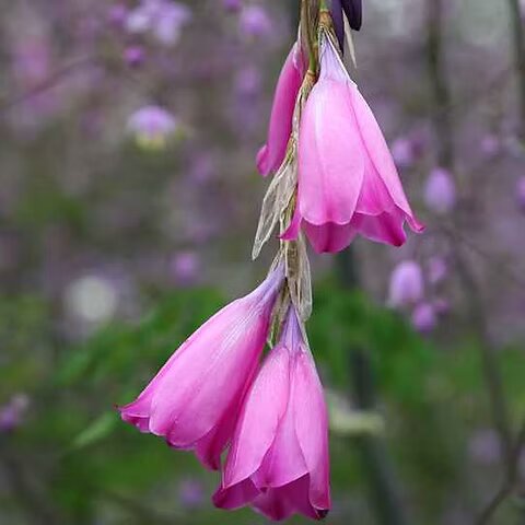 Semillas de flores Dierama rosa – Variedad antigua, sin OGM, semillas de alta germinación para plantar
