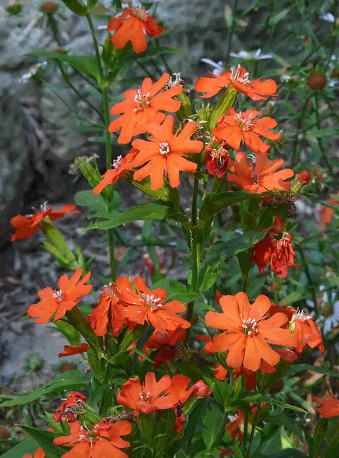 Orange Lychnis Flower Seeds – Heirloom, Non-GMO, High Germination Seeds