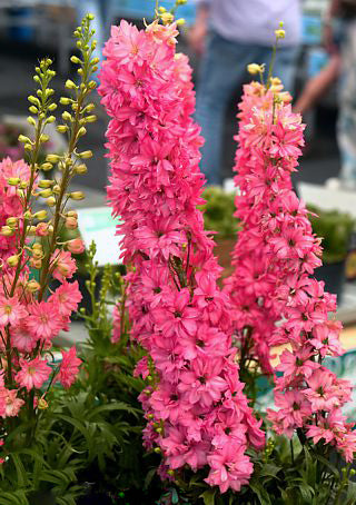 Semillas de flores de delphinium rojas – Semillas reliquia sin OMG de alta germinación