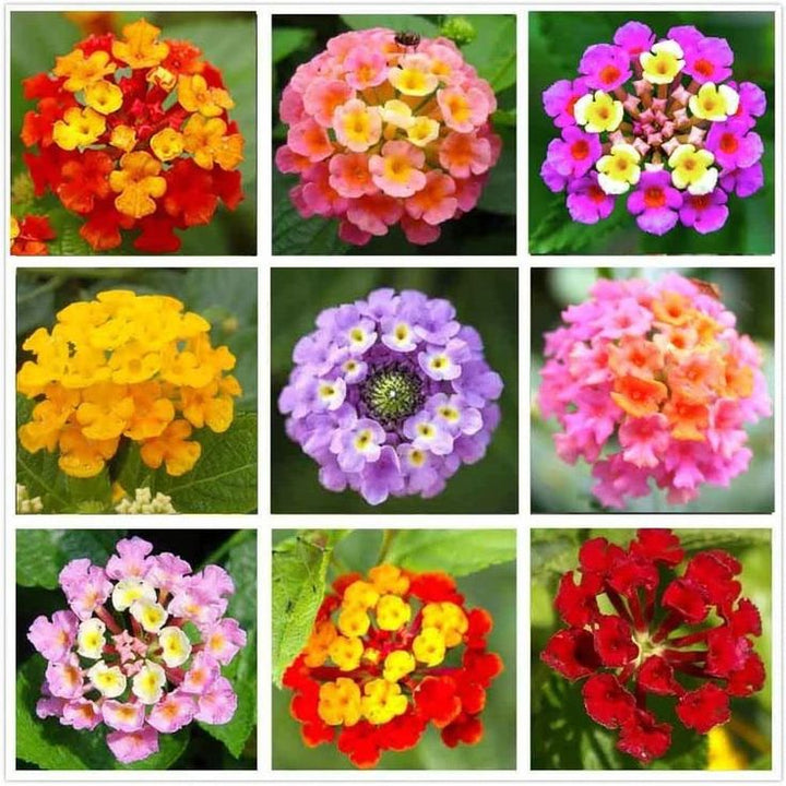 Mixed Lantana Flower Seeds – Heirloom, Non-GMO, High Germination Seeds