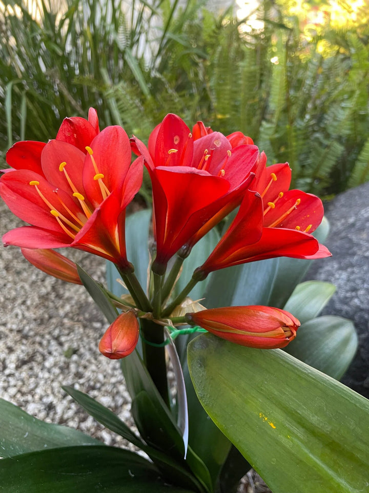 Riesen-Clivia-Blumensamen Rot – Alte Sorte, gentechnikfrei, hohe Keimrate